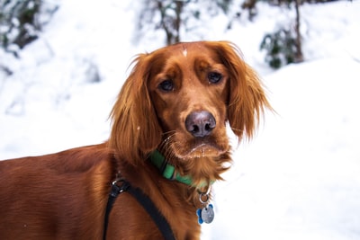 雪上的棕色狗